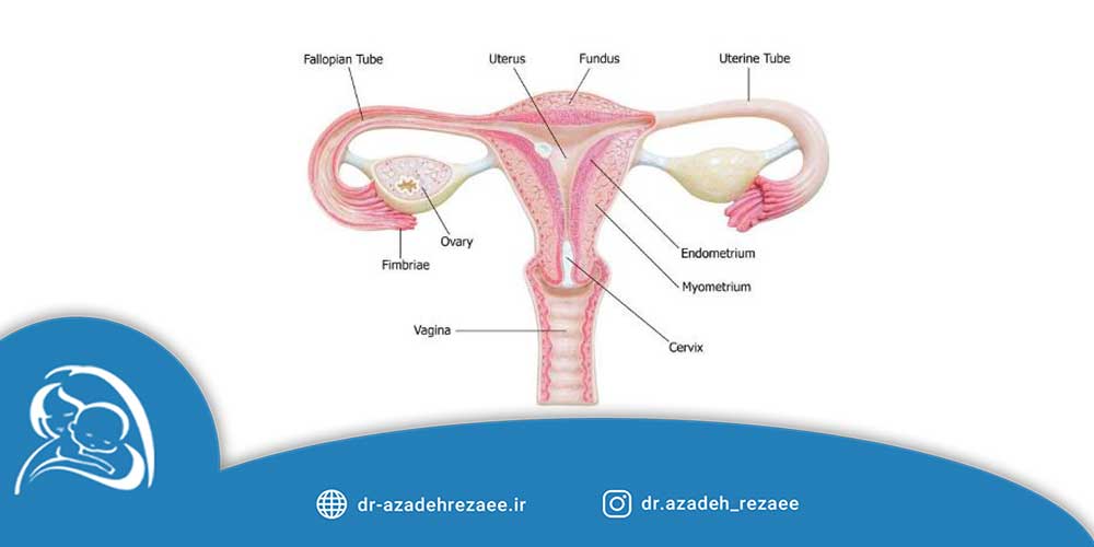 امکان جراحی زیبایی واژن بعد از زایمان - مطب دکتر رضایی در تهران